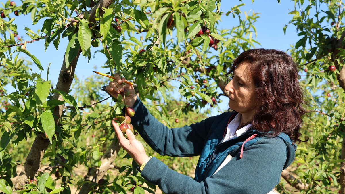 Una de las primeras peritaciones de daños en una finca de Soses. - AMADO FORROLLA