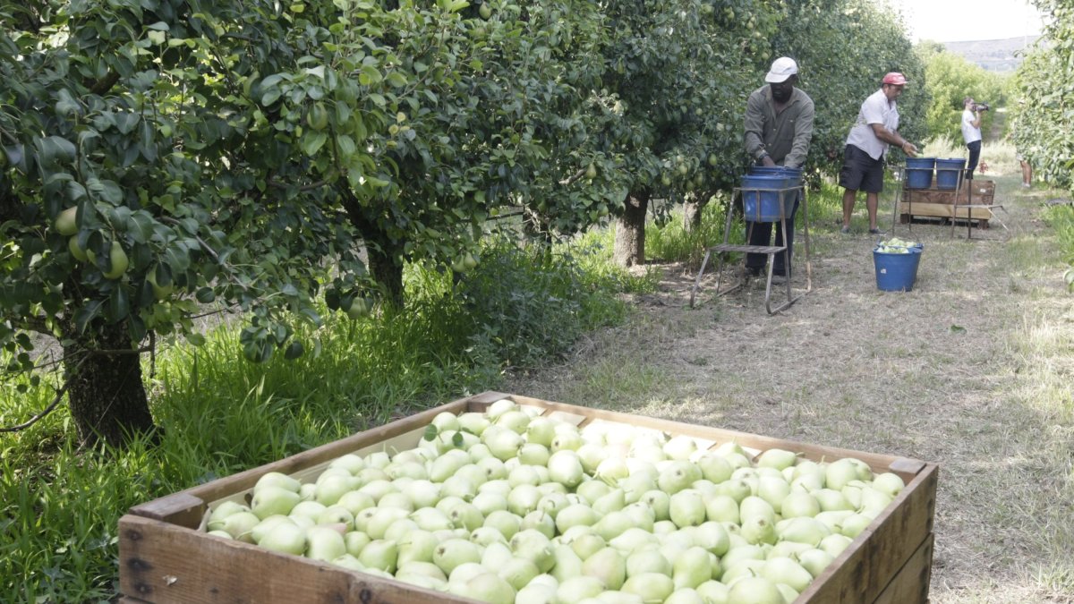 Una finca de pera blanquilla a Lleida en una imatge d’arxiu.
