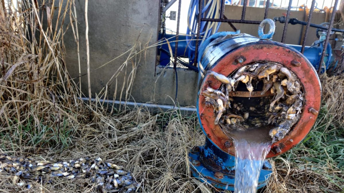 Desenes d’exemplars de peix gat de poca edat ocupaven completament el forat d’aquest filtre de canonada de la finca de Vallfogona.