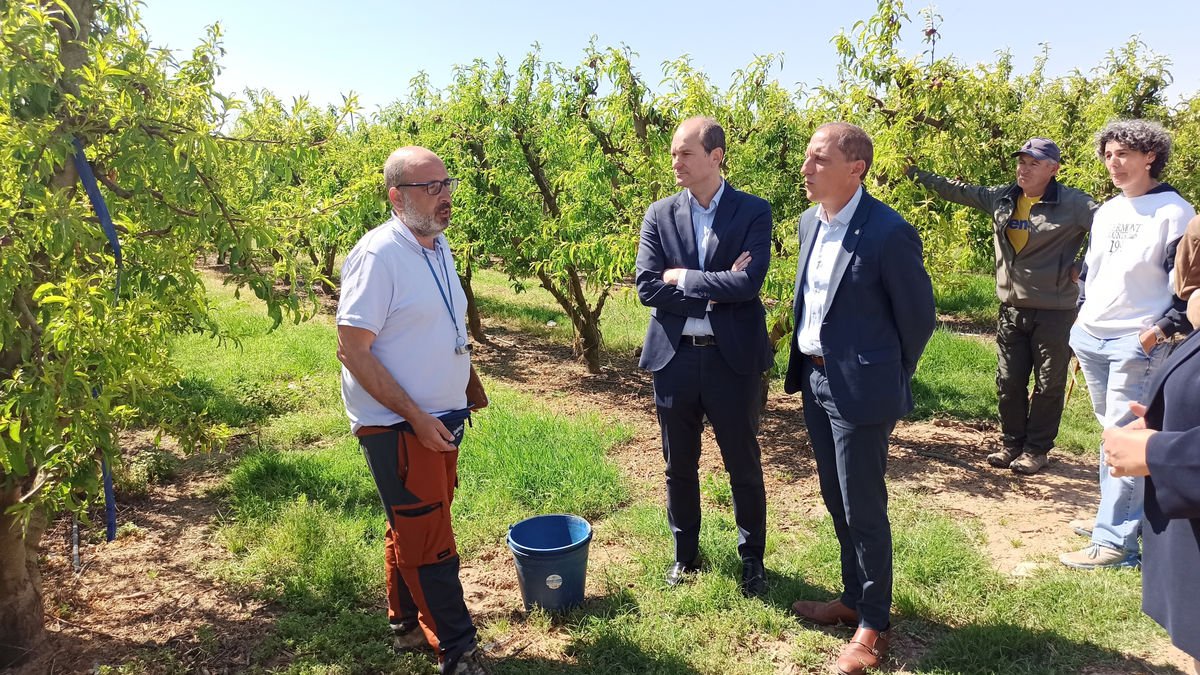 Un pèrit explica al director d’Agroseguro i al subdelegat del Govern central els treballs a les finques. - J. MARTÍNEZ