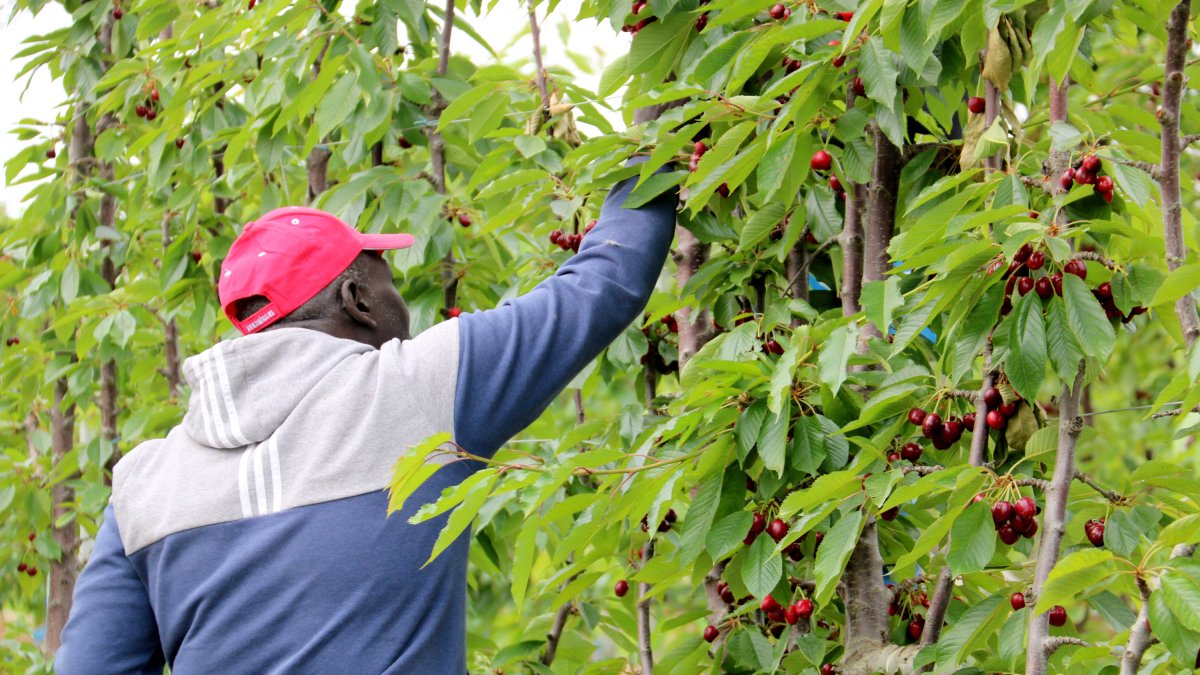 Un temporero cogiendo las primeras cerezas de la campaña en Seròs.
