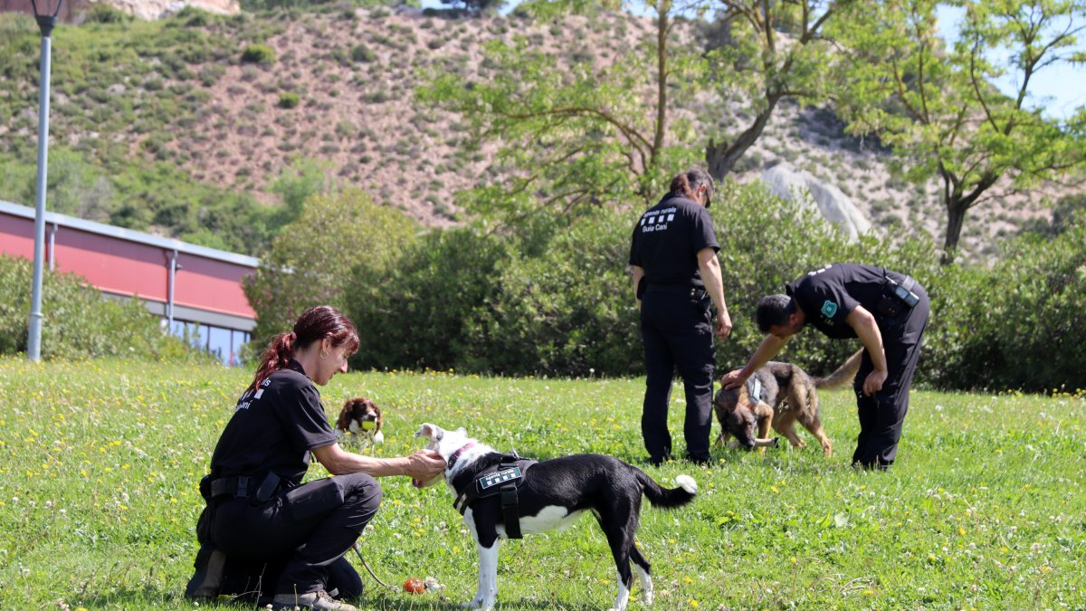 Algunos de los perros del Grupo Especial Canino (GEK9) del cuerpo de Agentes Rurales.