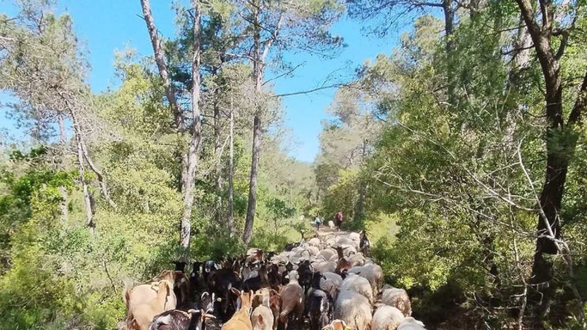 Pasturatge extensiu en una àrea controlada inclosa en el pla local de prevenció d’incendis. - EDUARD PORTA
