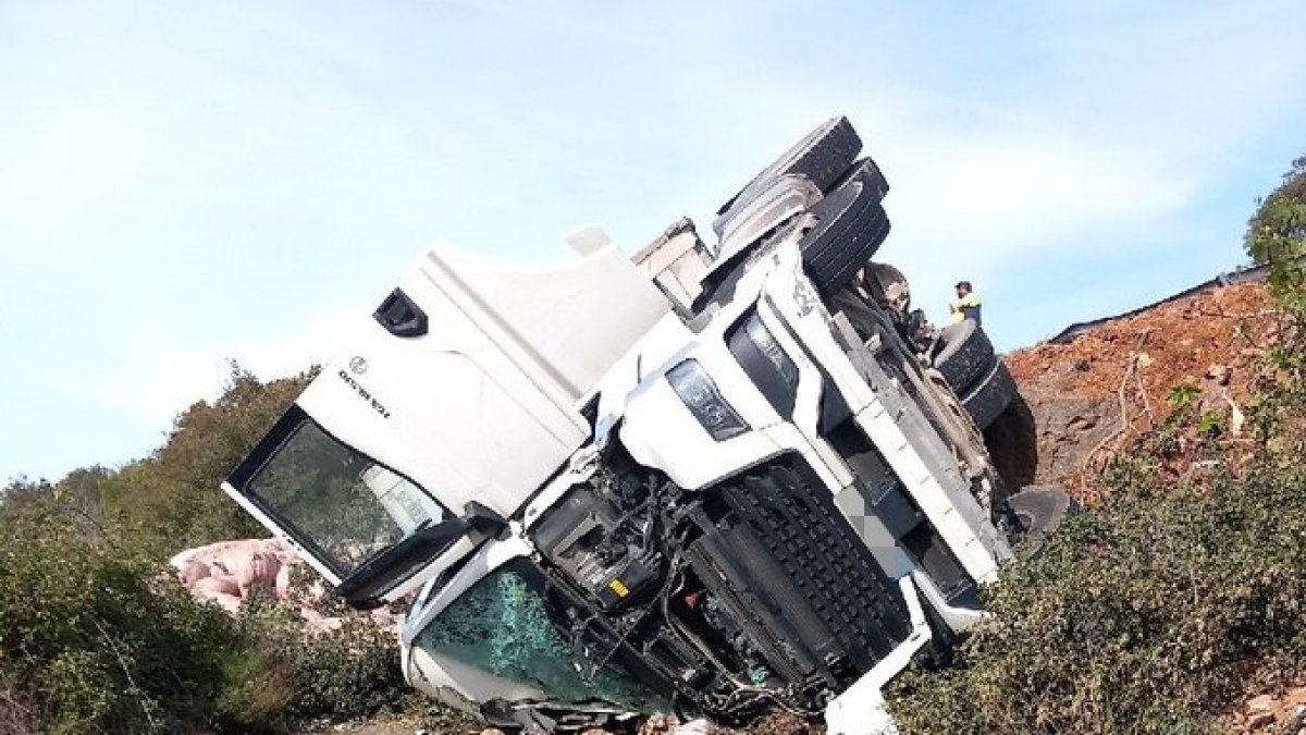 El camió que transportava porcs accidentat a Artesa de Segre.