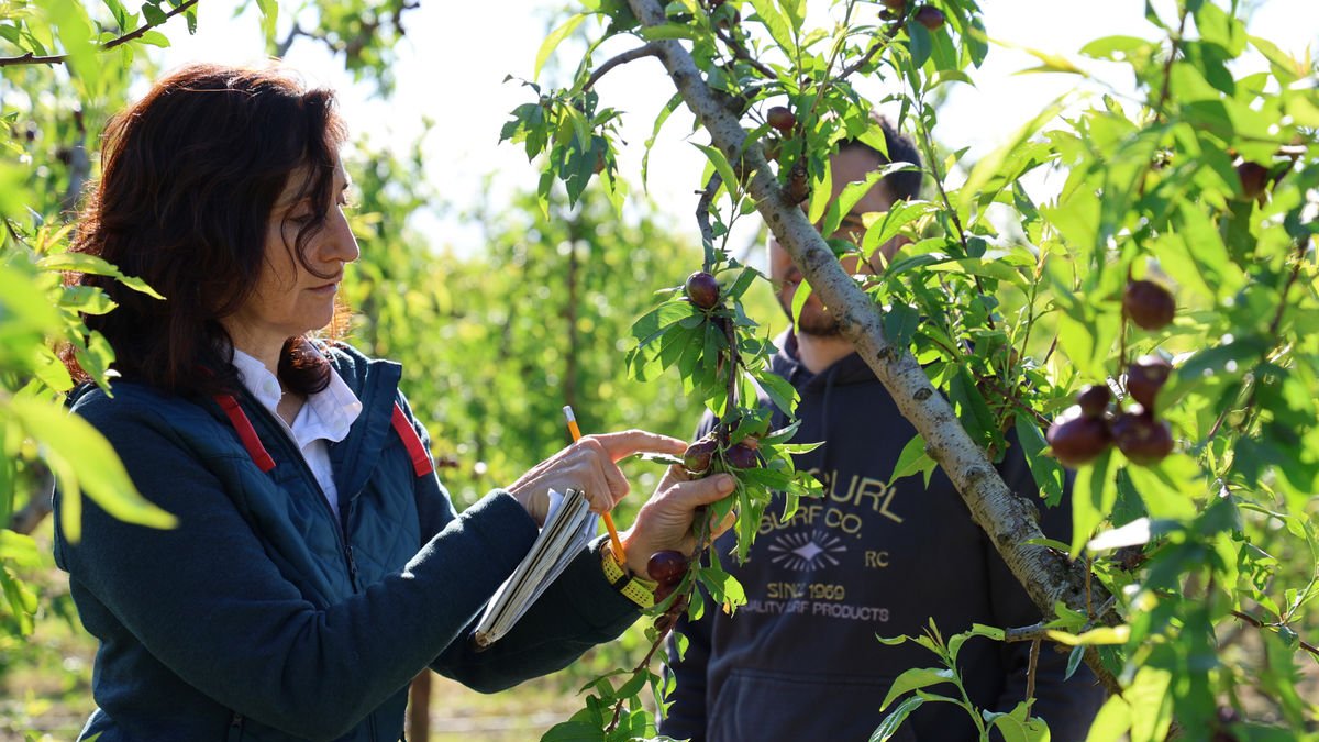 Una perito de Agroseguro analiza los daños en una finca de fruta de hueso temprana. - SEGRE