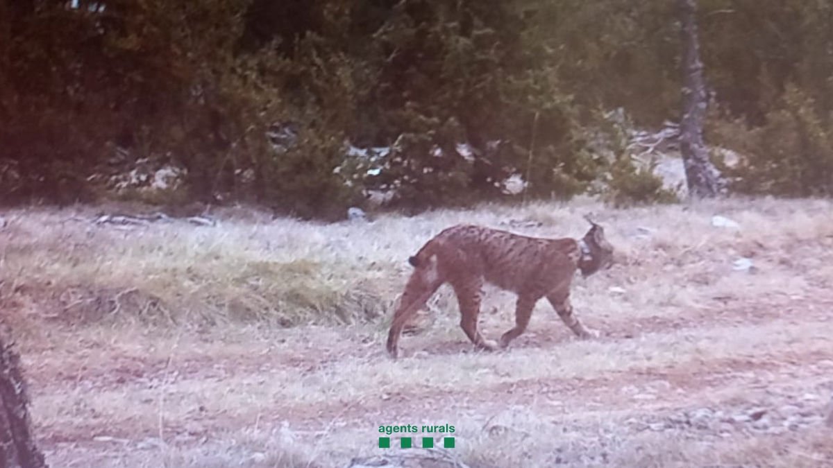 Esta es la imagen de ‘Secreto’ que captaron las cámaras de fototrampeo de los Agents Rurals. - COS D’AGENTS RURALS