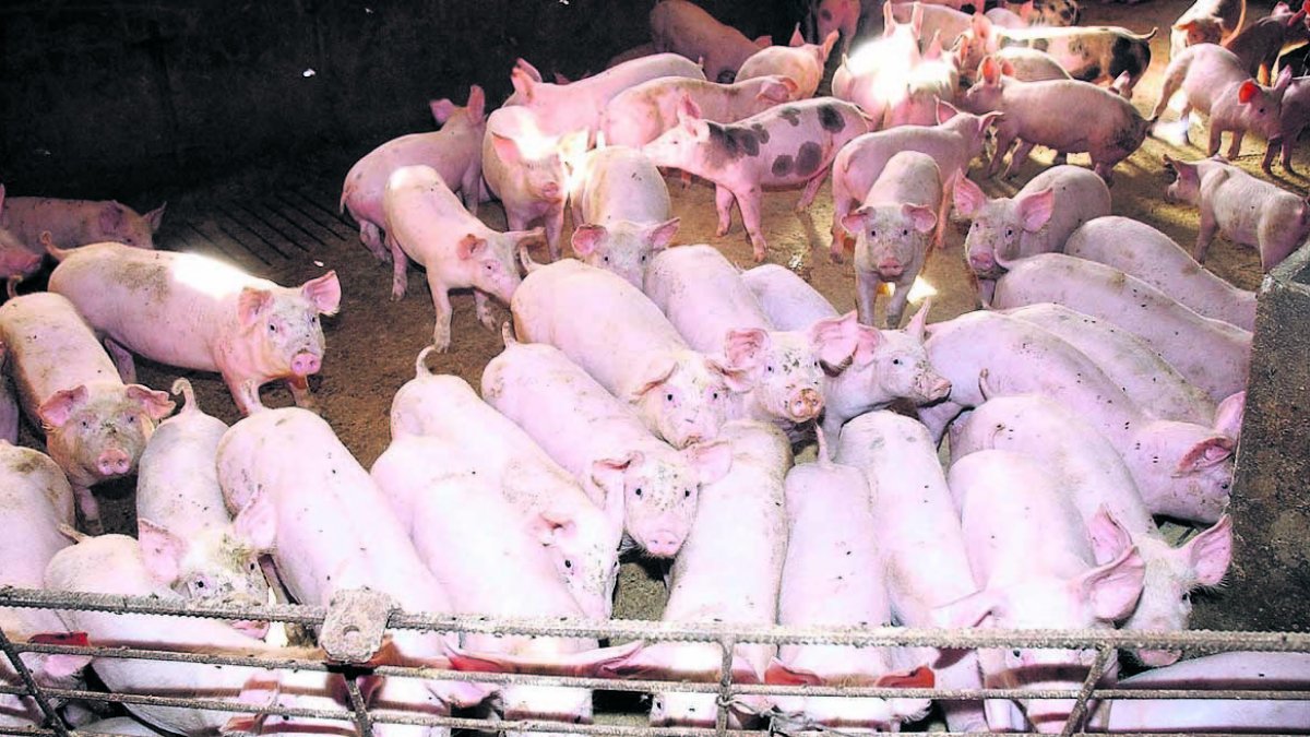Imatge d’arxiu d’una explotació de producció porcina. - SEGRE
