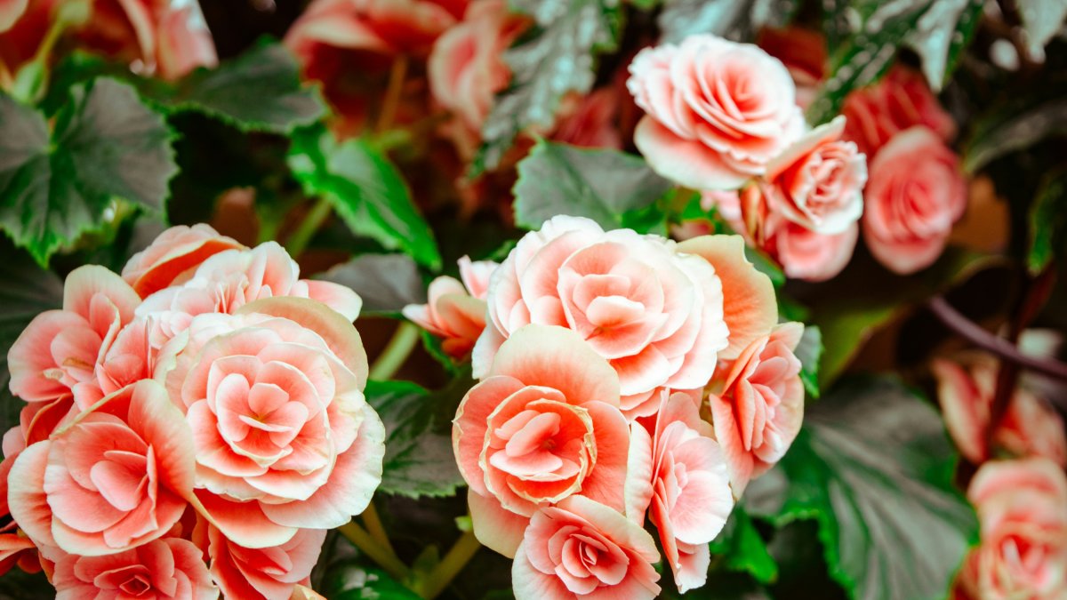 Las rosas, una de las plantas que más se benefician de los nutrientes del poso del café.