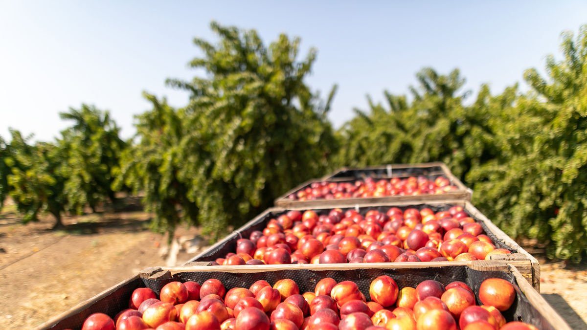 Lleida es gran proveedor de fruta de hueso y de pepita de Mercadona. - MERCADONA