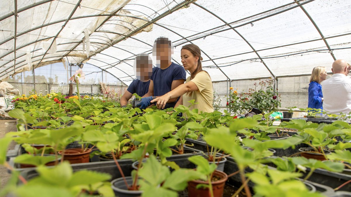 “M’agrada aprendre més de la naturalesa”- El Musta, un dels joves que participen en aquest projecte, va destacar que “m’agrada poder aprendre més de la naturalesa, dels companys i dels professors”. Per la seua part, el Josep veu la jardineria com “un bon projecte i una oportunitat laboral”. - JORDI ECHEVARRIA