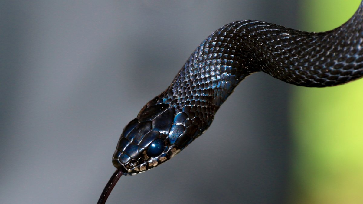Imagen de archivo de una serpiente.