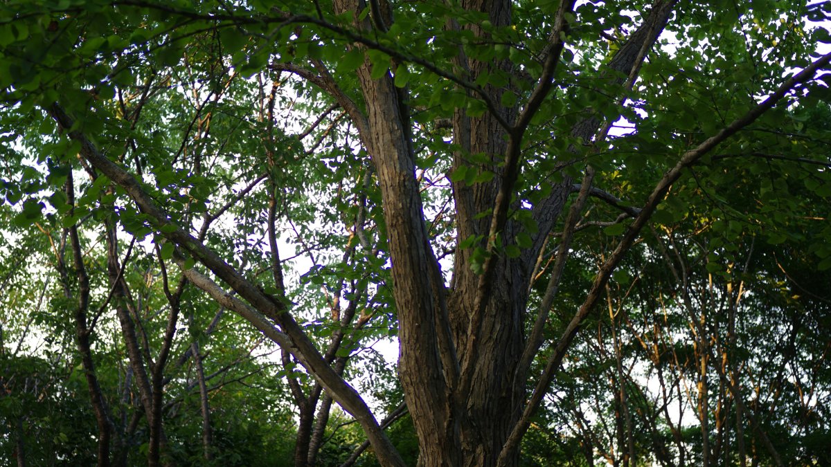 Com es diu l’arbre que treu la calor i fa més ombra?