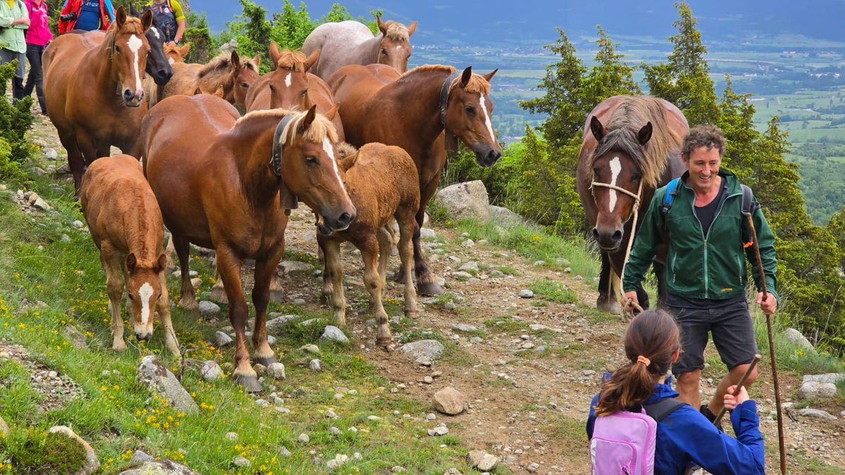 Un grup de voluntaris va acompanyar ahir els animals.