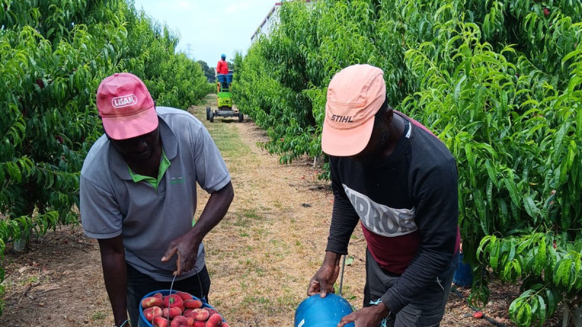 Los temporeros recogieron ayer los primeros paraguayos en esta finca de Alpicat. - JOSEP CABRÉ