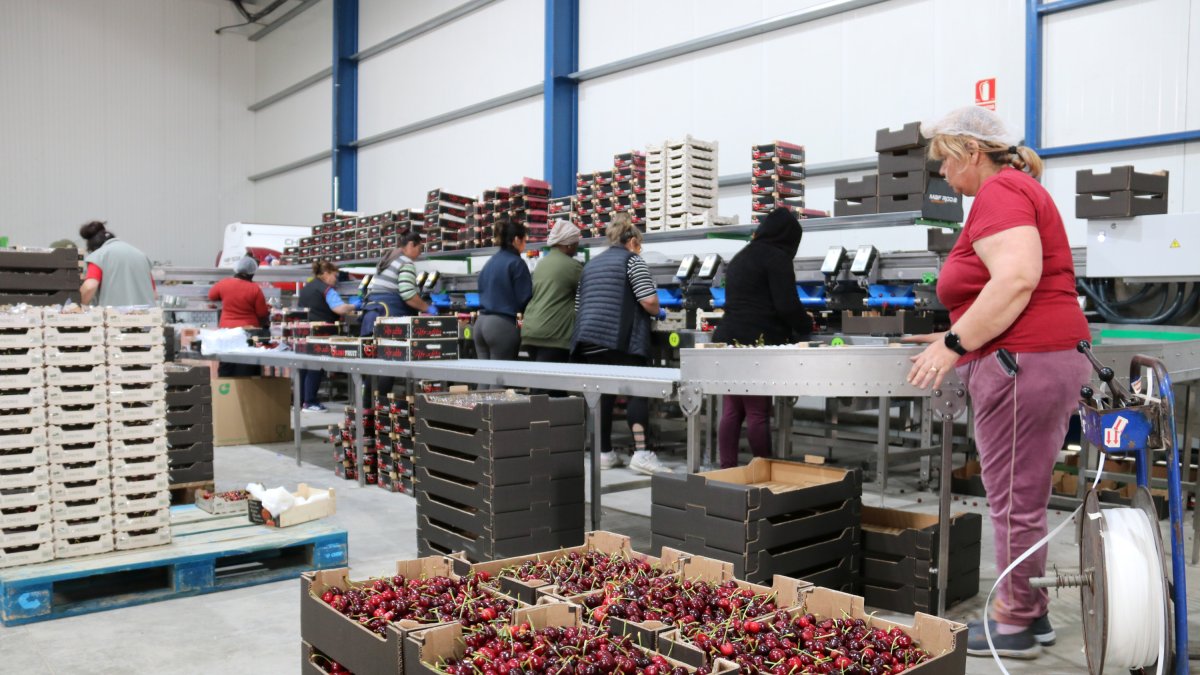 Dones treballant en l'empaquetatge de caixes de cireres en una empresa de Seròs.