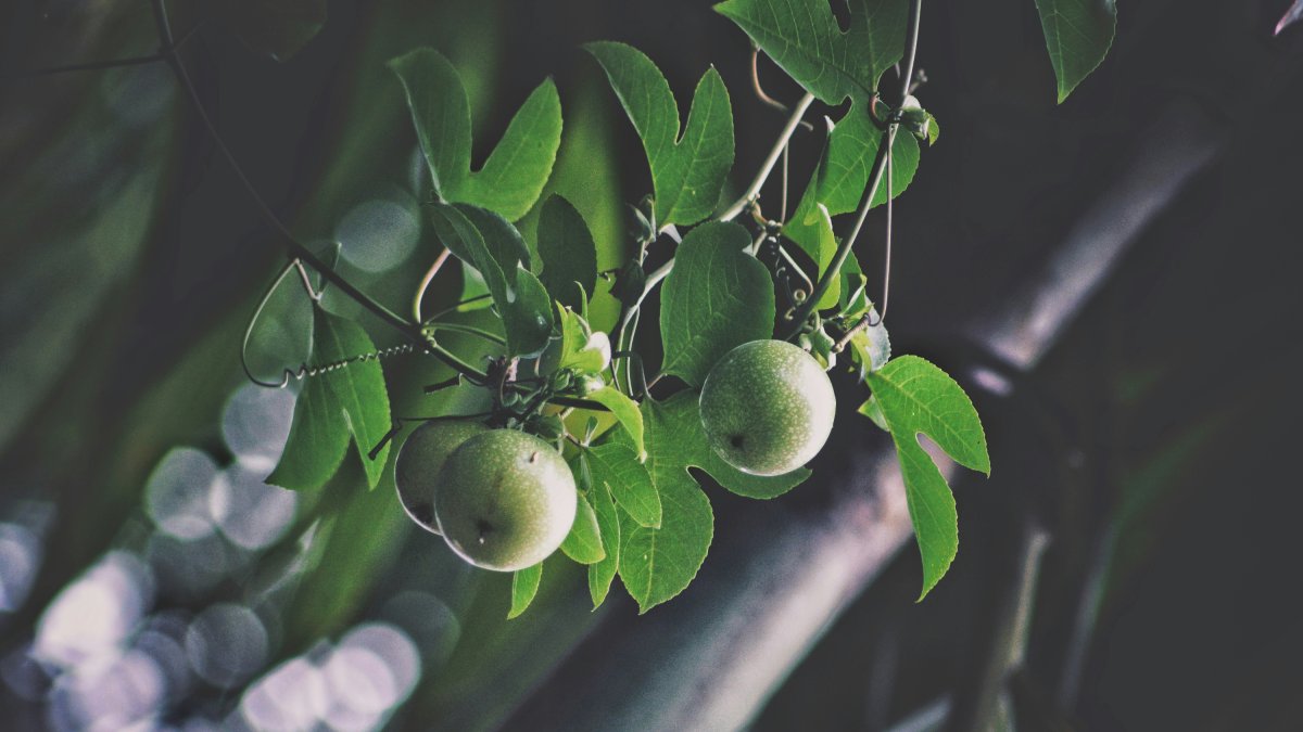 La planta que atreu abelles i abellots.