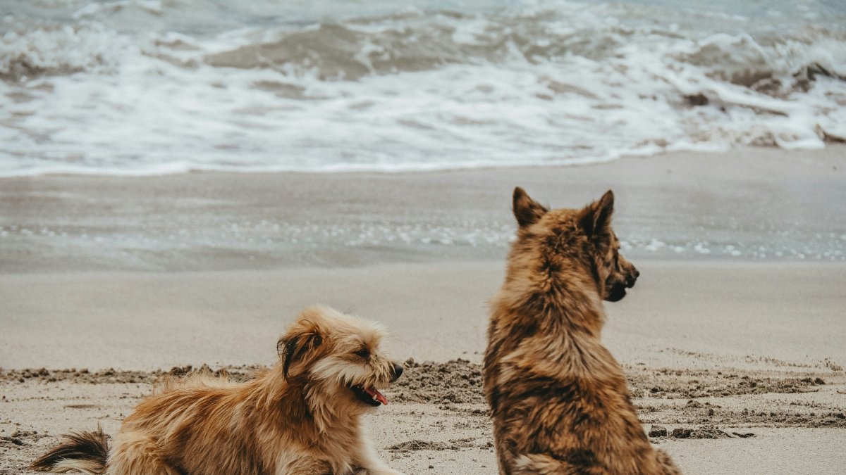 Dos perros en la playa.