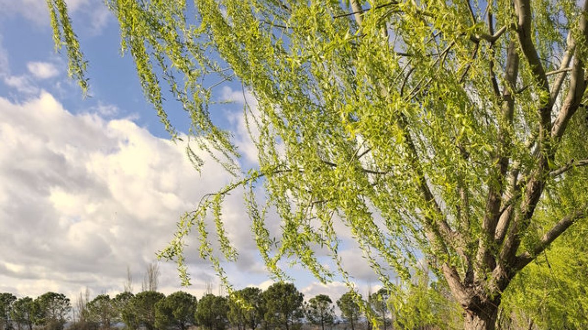 Encalçar la bellesa - LLUÏSA PLA