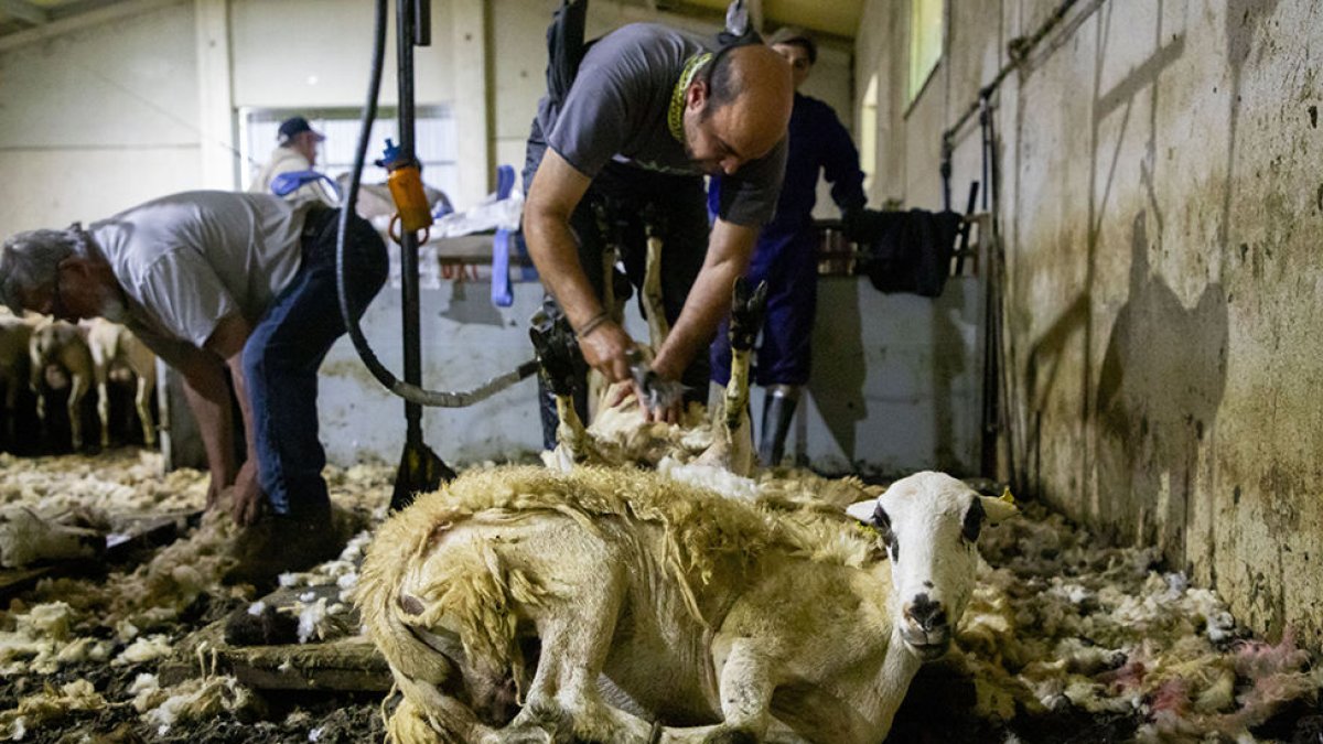 Albert Perutxo, de les Esglésies, dirigeix l’última quadrilla d’esquiladors del Pirineu. - GERARD HOYAS