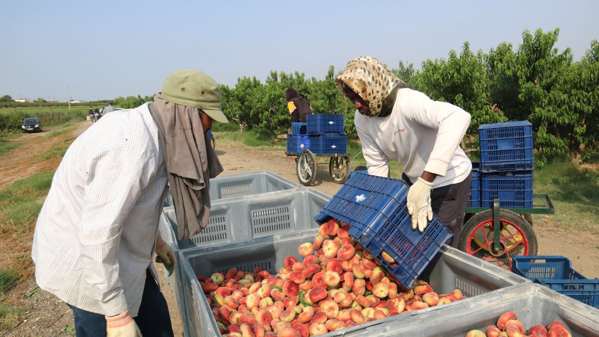 Dos temporeros trabajando en la campaña de la fruta de hueso en una finca de Soses