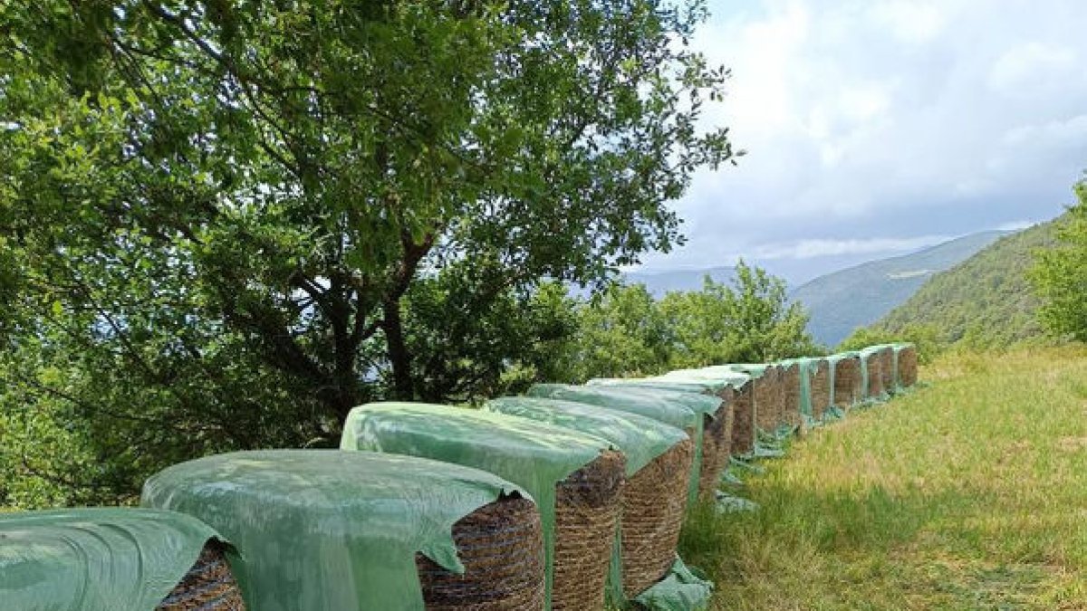 Imatge de com han quedat les bales d’herba. - C.SANS