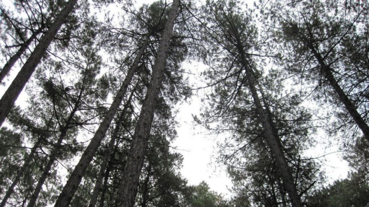 La gestió dels crèdits de carboni inclou l’aclarida dels arbres joves del bosc.