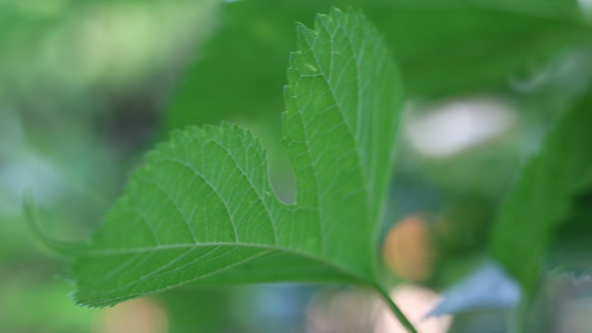 Una fulla de morera.