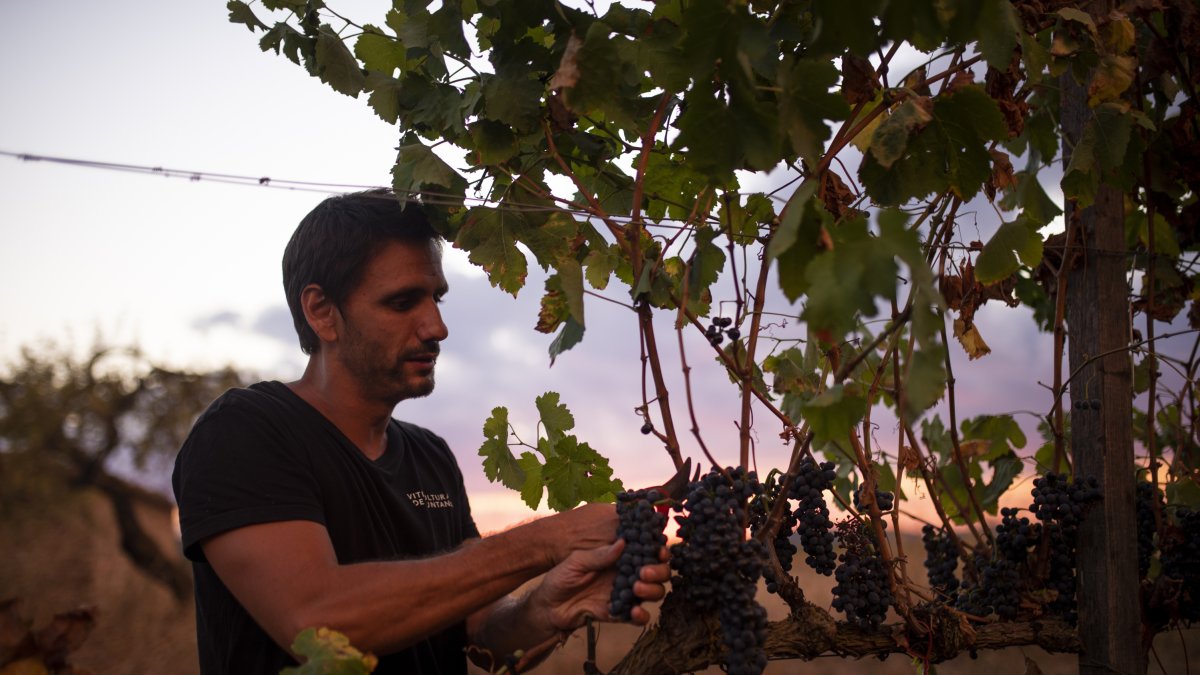 Cérvoles assoleix l'excel·lència gràcies al terrer de les parcel·les i a un acurat treball de viticultura.