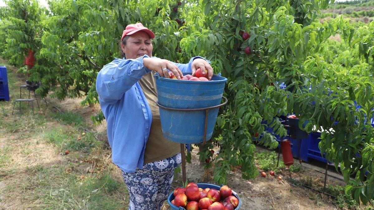 Labores de recogida de fruta de hueso en Torres de Segre al inicio de la campaña. - MAGDALENA ALTISENT