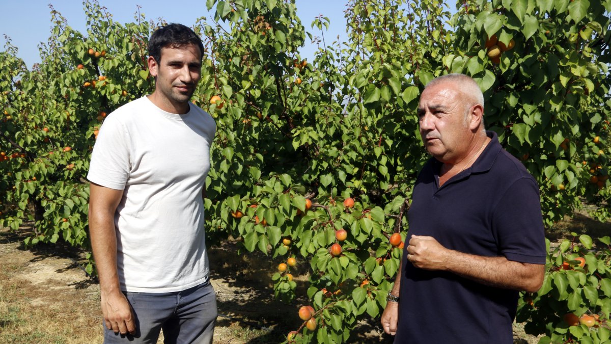 El presidente de Asaja en Lleida, Pere Roqué, y el jefe sectorial de la fruta dulce, Jordi Vidal, en una finca de albaricoques en Aitona.