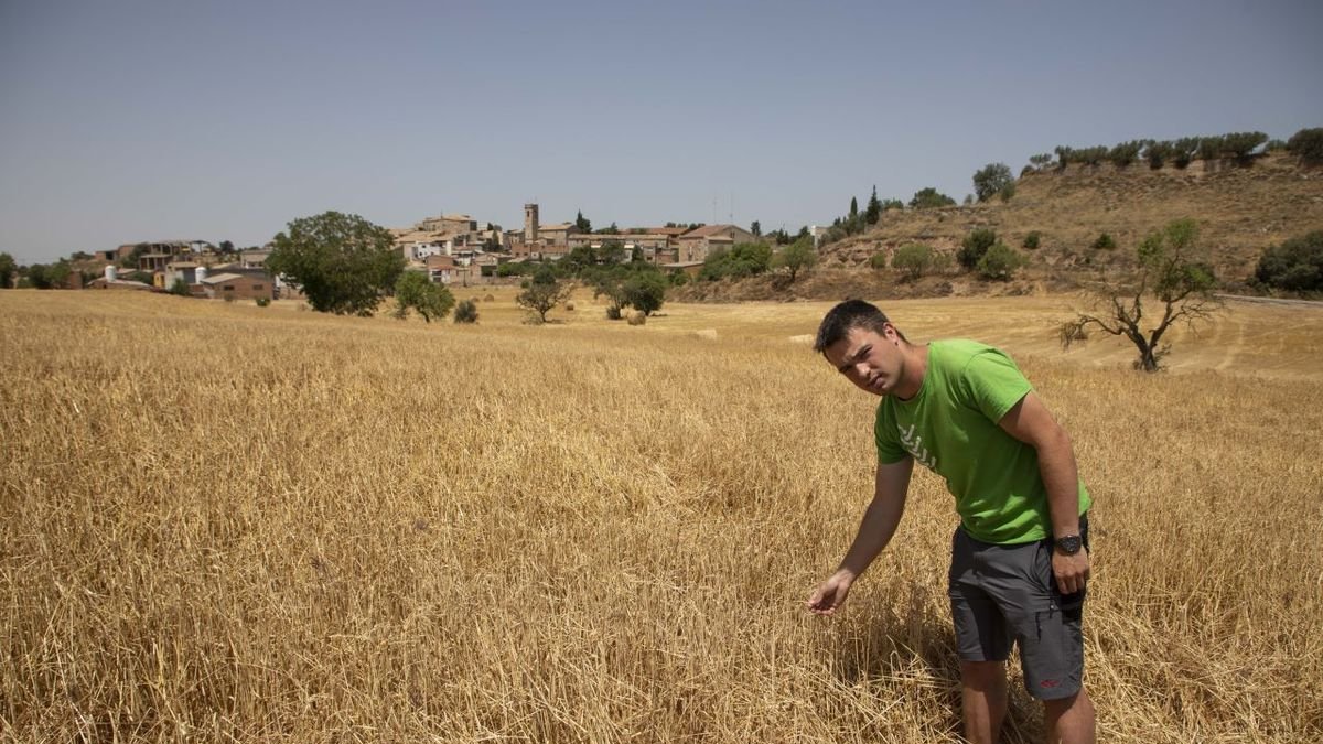 Ramón Gomà, productor de Sant Guim de la Plana, muestra los daños en su finca de cereal. - CARMINA MARSIÑACH