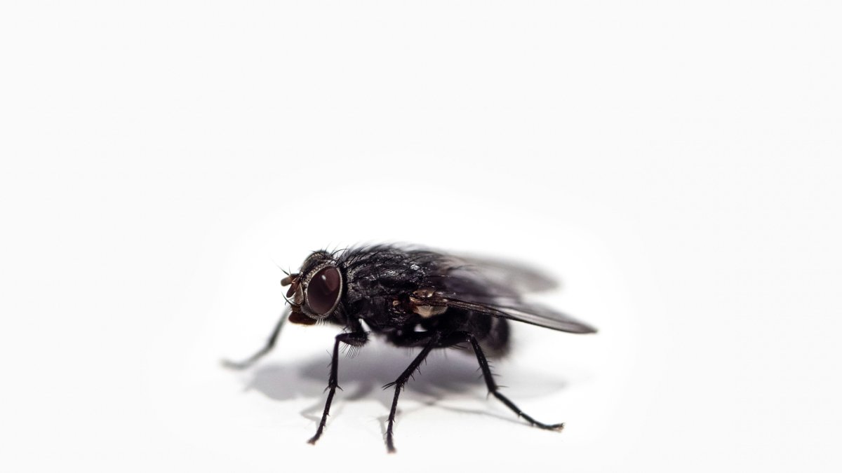 Una mosca.
