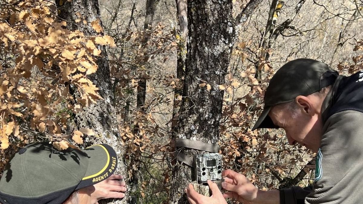 Els Rurals van instal·lar càmeres de fototrampeig a la zona.; Array