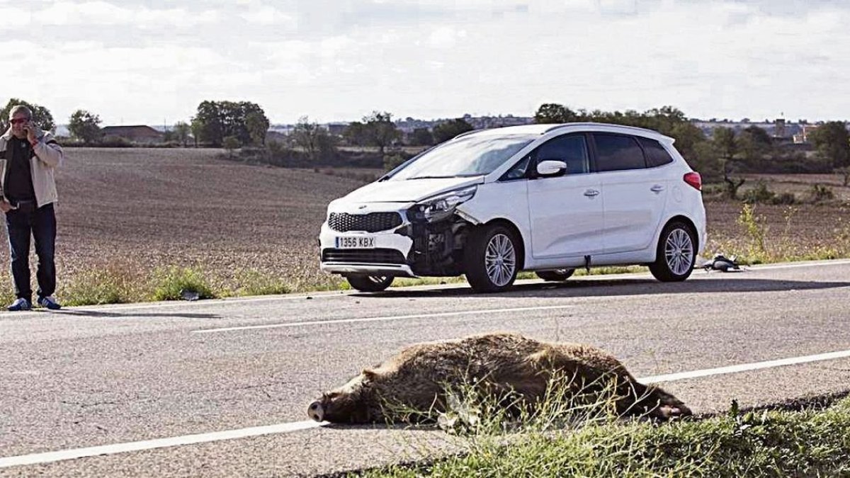 Los accidentes de tráfico con animales implicados, como este con un jabalí, ya suponen el 57% de los siniestros en las carreteras de Lleida.