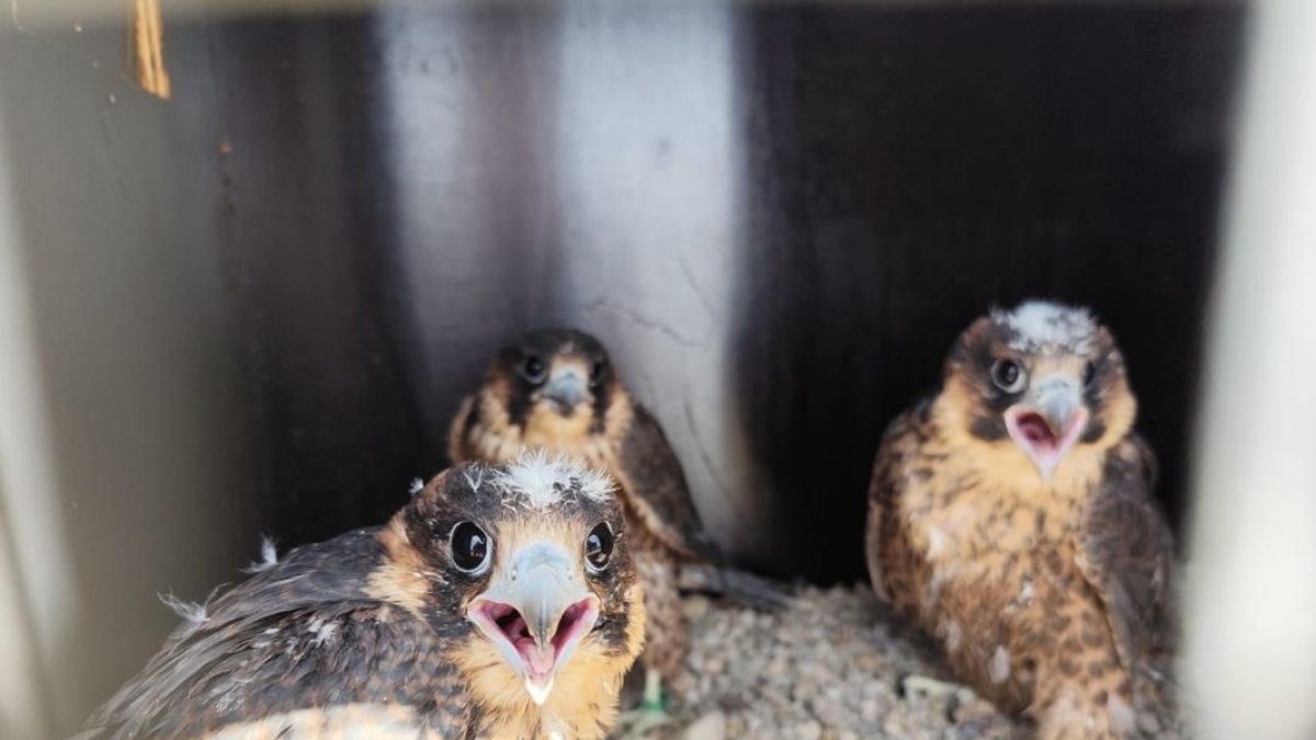 Els rapaços són falcons pelegrins i s’alimenten especialment de coloms i tórtores. - AJUNTAMENT DE LLEIDA