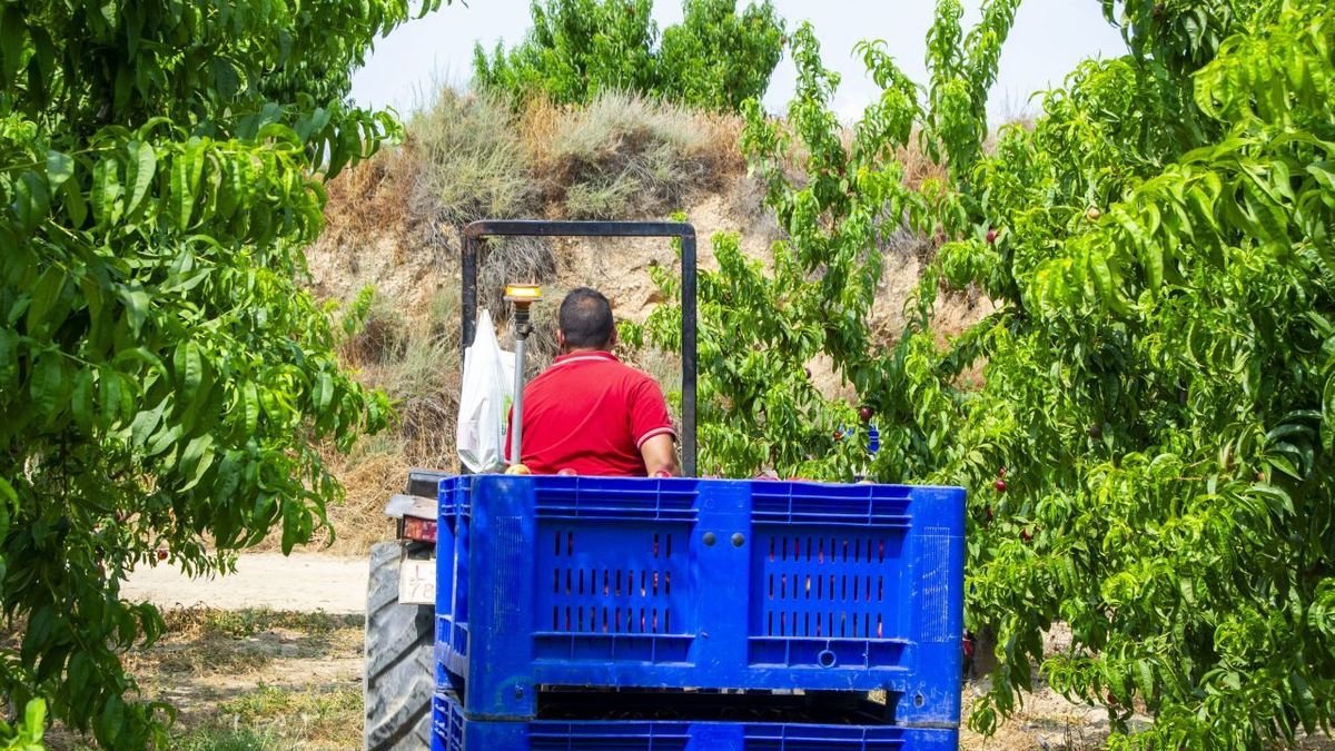 La agricultura aglutina casi al 23% de los aútonomos en Lleida. - ALEX SAMPER