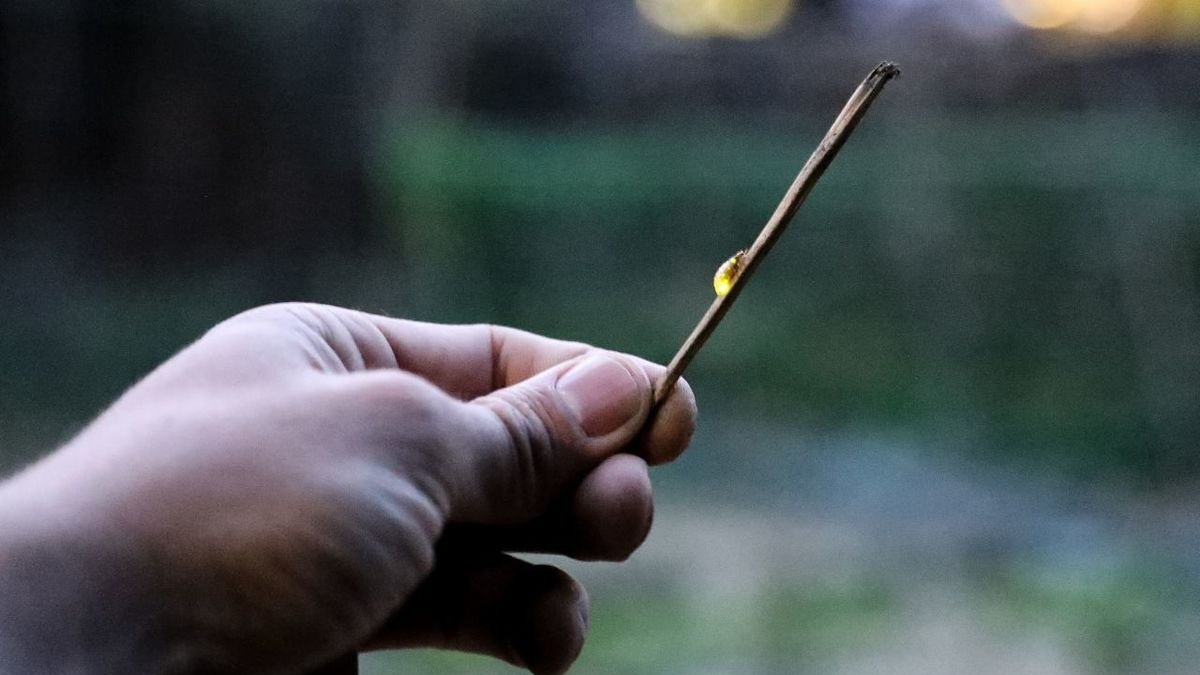 Una luciérnaga descansa|repone en un palo que sostiene una persona. - EDGAR ALDANA