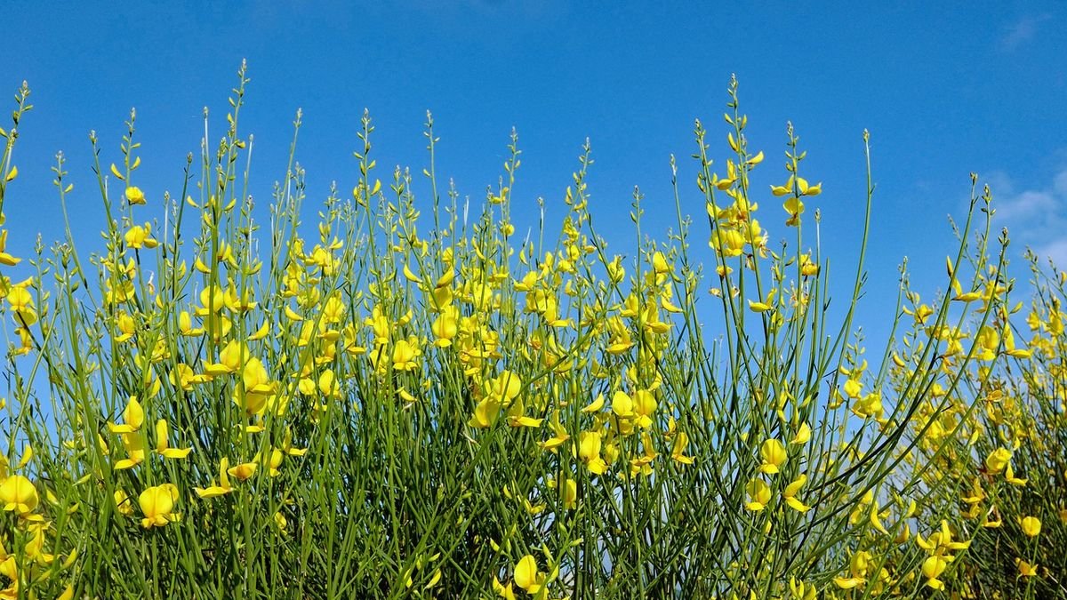 Nom de planta, solament? - FIRMA