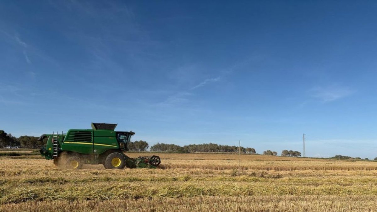 Imagen de una cosechadora trabajando en una finca de cereal en Gimenells.
