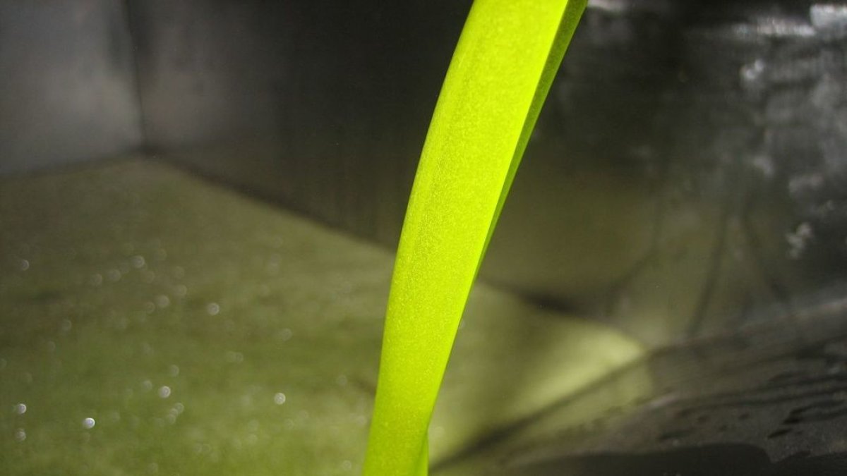 El 80% del aceite producido en la campaña ya está comercializado. - COOPERATIVAS AGRO-ALIMENTARIAS ANDALUCÍA