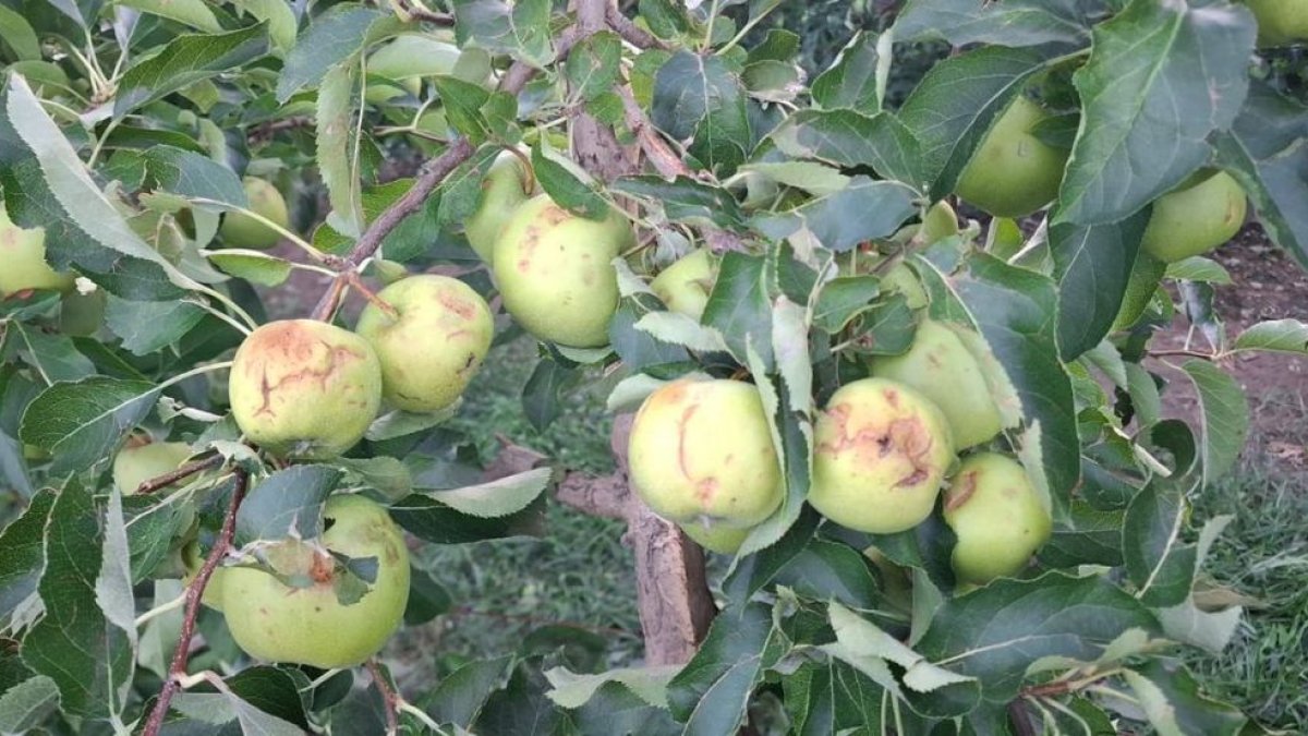 Manzanas dañadas por la piedra que acompañó el sábado al aguacero que cayó en el Urgell. - JARC