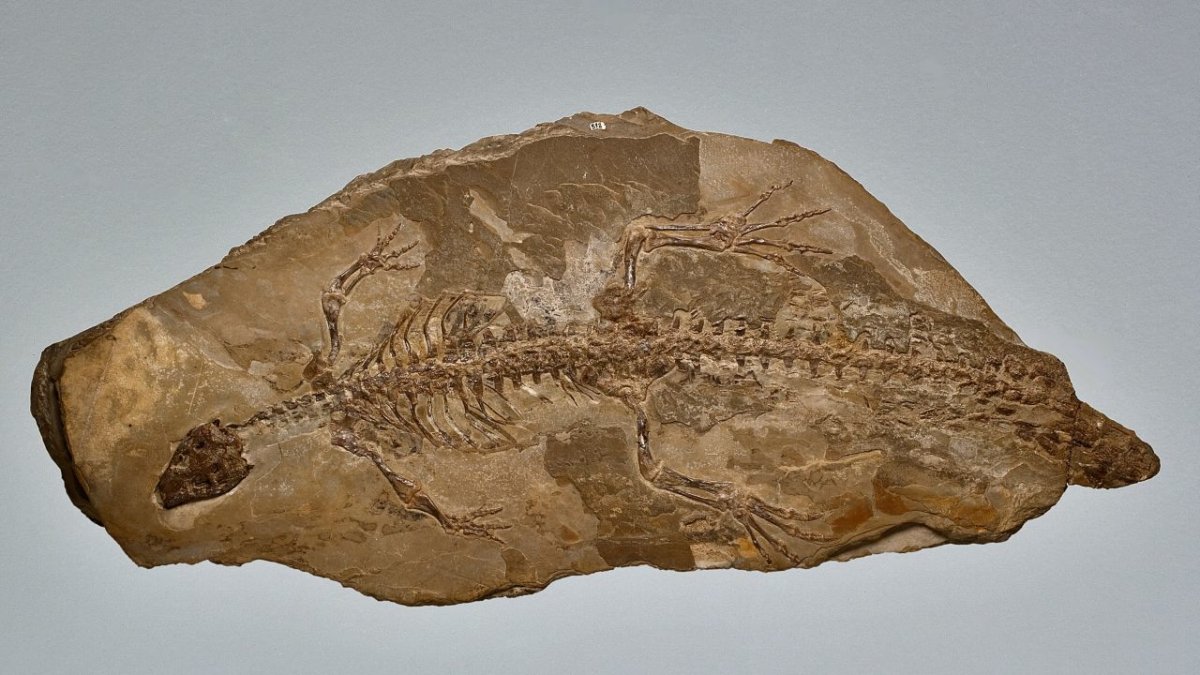 Fòssil de cocodril Montsecosuchus depereti.