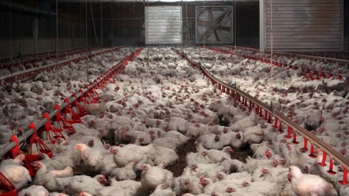 España produce 2,4 millones de pollos para asar semanales.