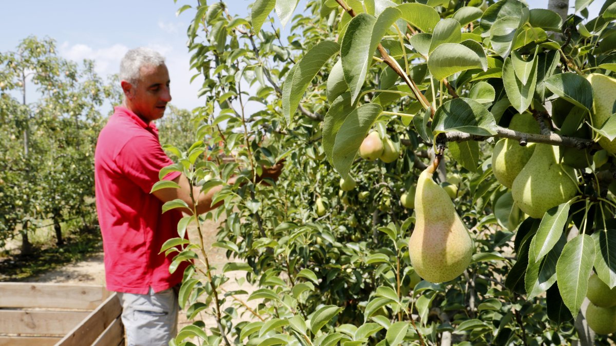 Peras en los árboles y el responsable de Sectores Vegetales de UP, Jaume Gardeñes, recogiéndolas.