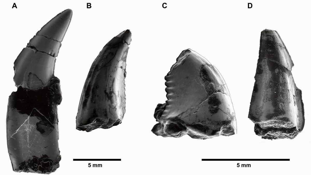 Recreación de dromeosaurio. - INSTITUT CATALÀ DE PALEONTOLOGIA MIQUEL CRUSAFONT