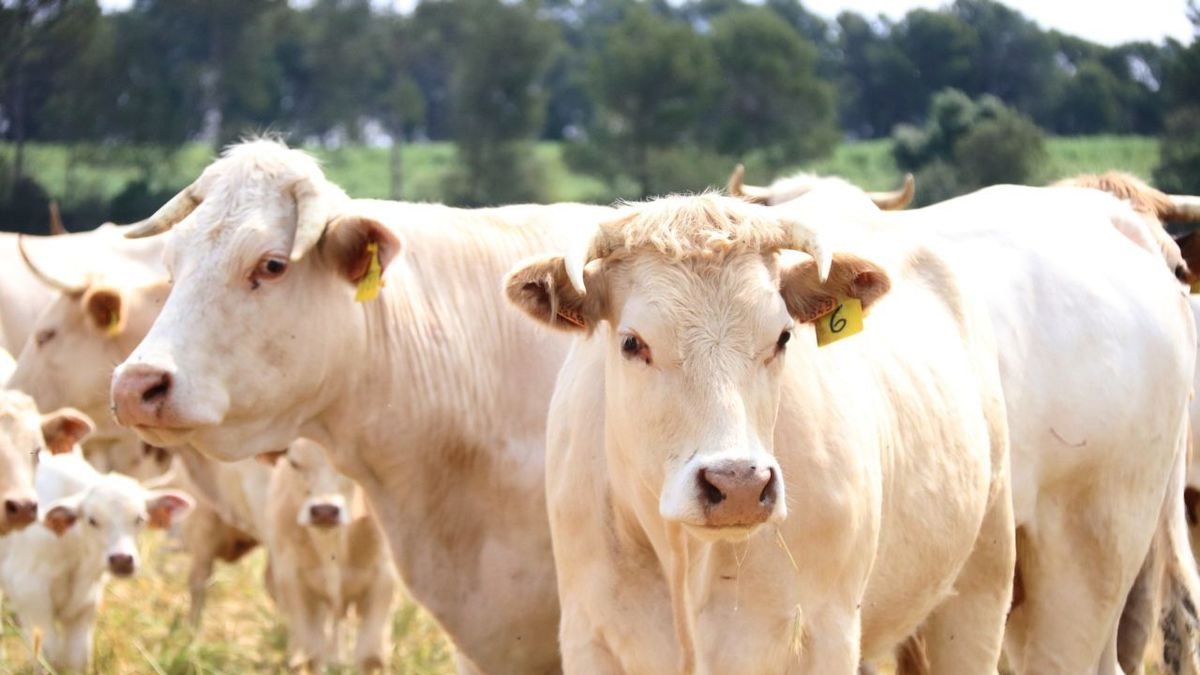 Dos vacas previstas para su sacrificio. - ACN