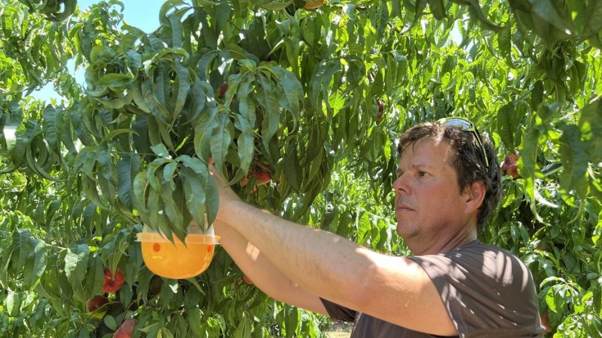 Sergi Balué coloca una trampa para combatir la mosca negra en un árbol de su finca. - ACN