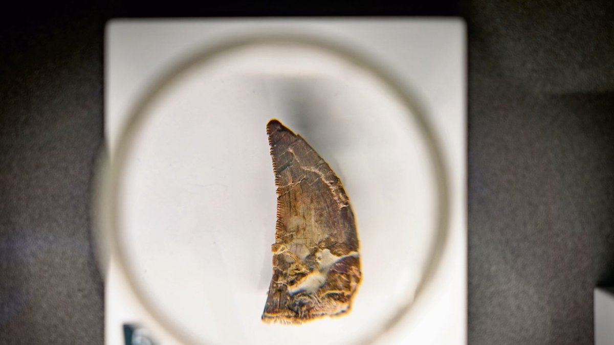 Dent d’un dinosaure teròpode.