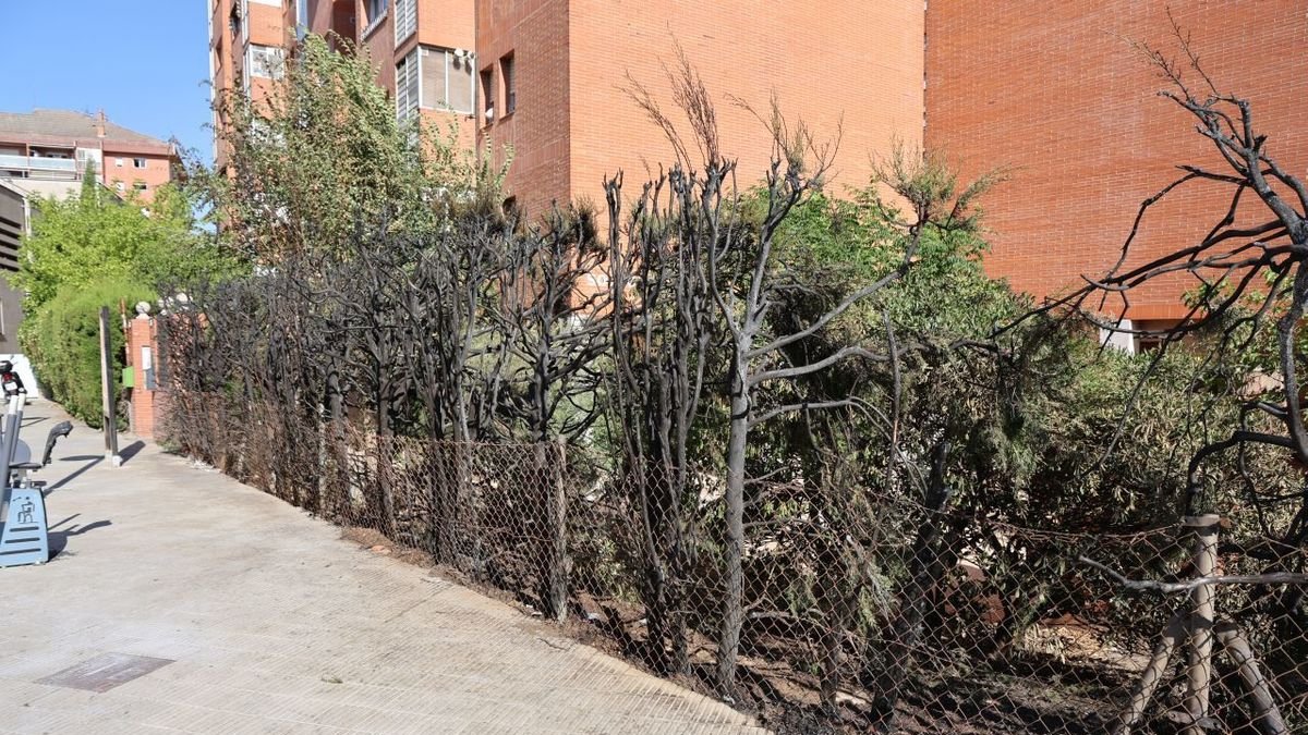 Estado en el que quedó la valla vegetal en la Mariola. - AMADO FORROLLA