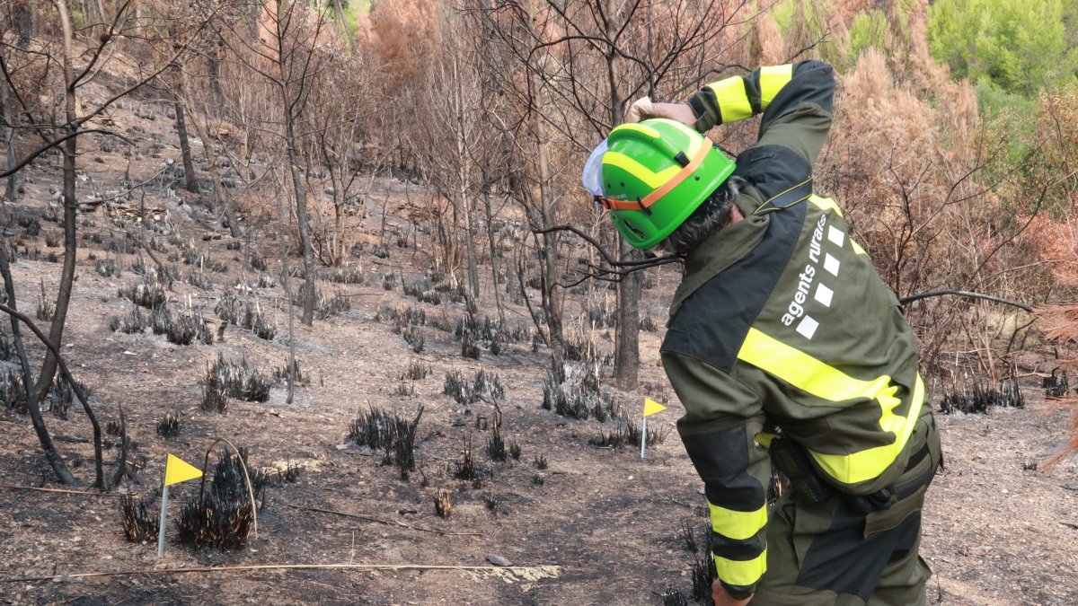 Un miembro de los Agentes Rurales analiza un área forestal quemada para determinar el origen.